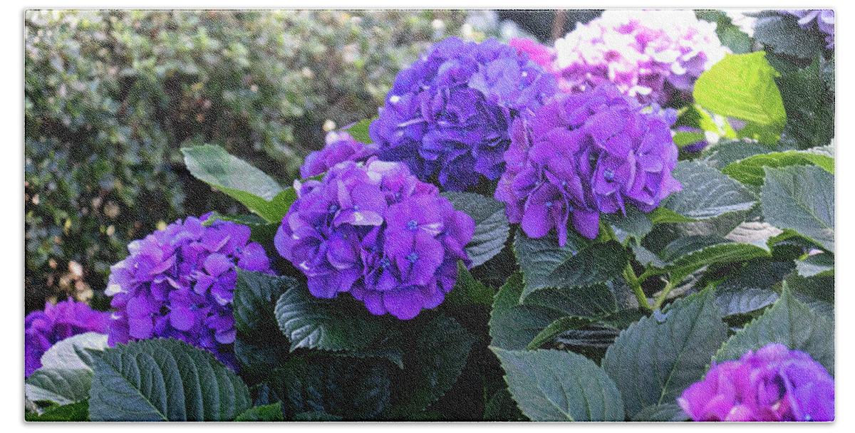 Photograph Bath Towel featuring the photograph Heavenly Hydrangeas by Suzanne Gaff