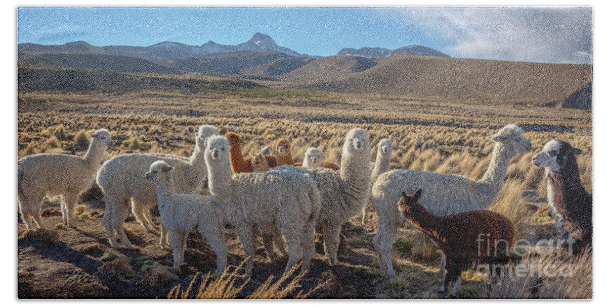 Alpacas Hand Towel featuring the photograph Herd of Alpacas, Bolivia by Delphimages Photo Creations