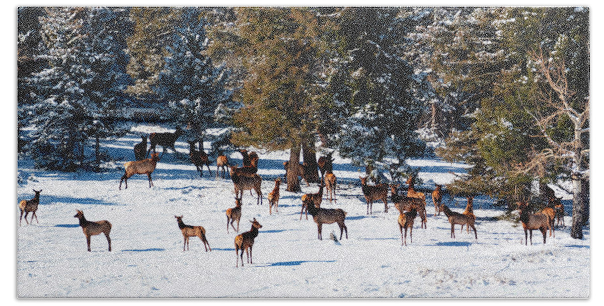 Elk Bath Towel featuring the photograph Herd of Rocky Mountain Elk by Steven Krull