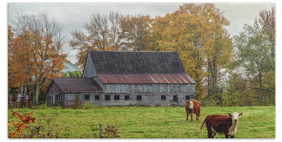 Vermont Bath Towel featuring the photograph Herefords in Fall by Rod Best