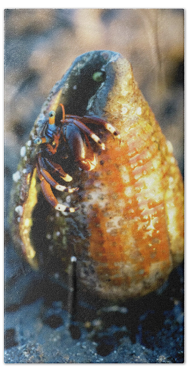 Hermit Crab Hand Towel featuring the photograph Hermit Crab in a Shell by Christopher Johnson