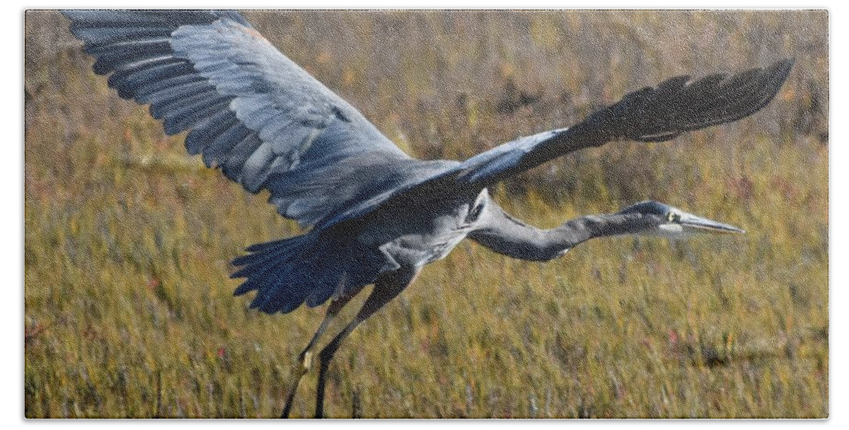 Bird Bath Towel featuring the photograph Heron in Flight by Suzanne Schaefer