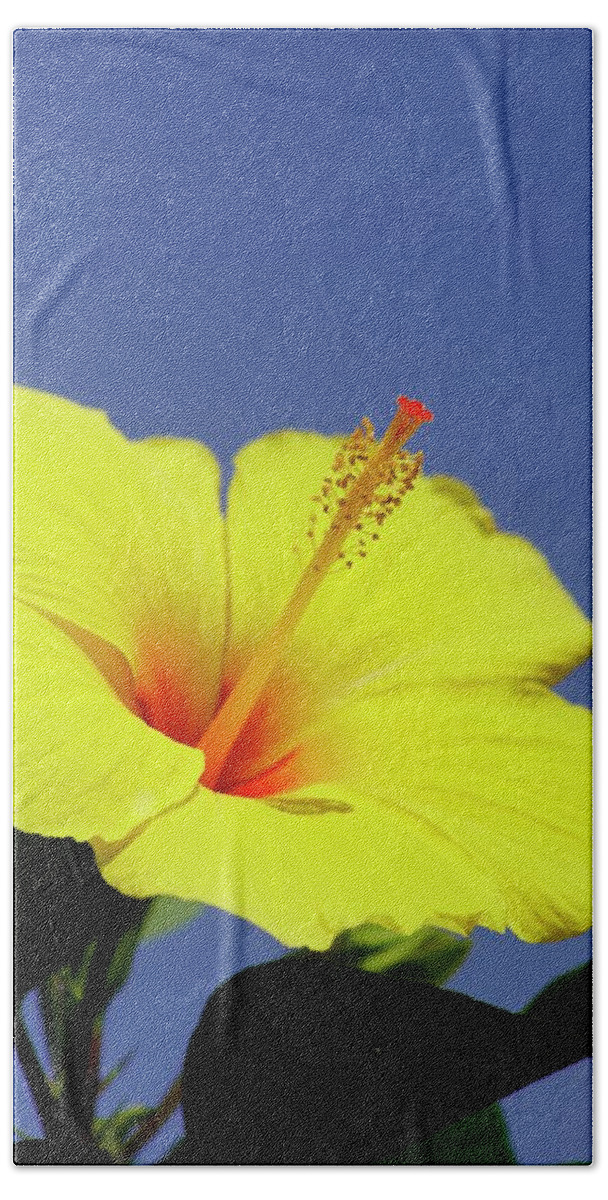 Yellow Flower Bath Towel featuring the photograph Hibiscus by Gillis Cone