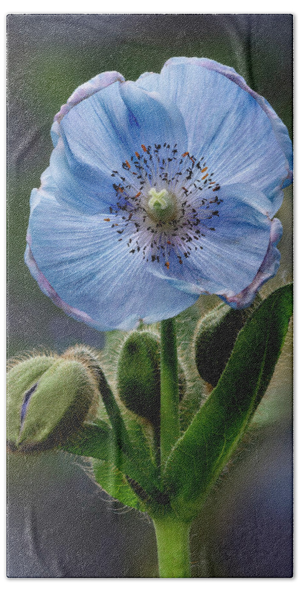 Poppy Bath Towel featuring the photograph Himalayan Blue Poppy Flower And Buds by Susan Candelario
