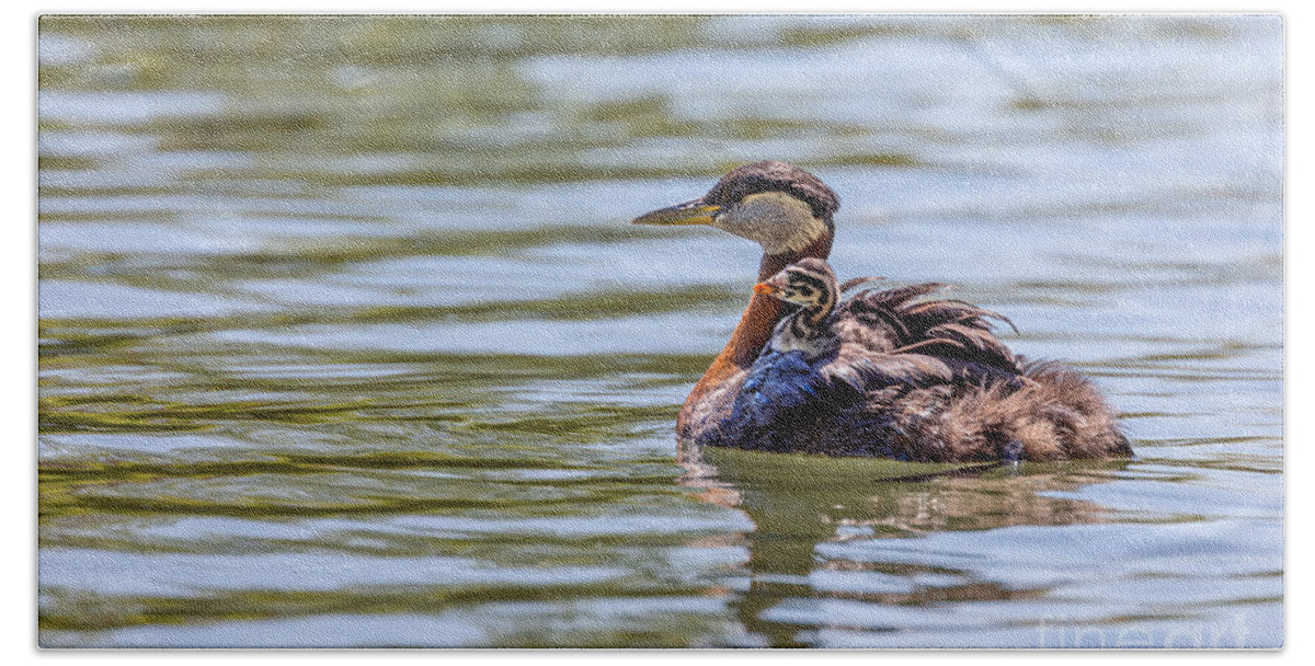 Photography Bath Towel featuring the photograph Hitchhiker Grebe Chick by Alma Danison