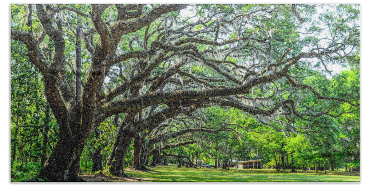 Trees Bath Towel featuring the photograph Hofwyl Broadfield Plantation Oaks by Ginger Stein