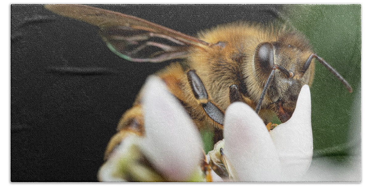 Honey-bee Honeybee Honey Bee Apiary Insect Close Up Closeup Close-up Macro Outside Outdoors Nature Brian Hale Brianhalephoto Bath Towel featuring the photograph Honeybee Peeking by Brian Hale
