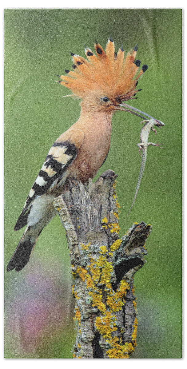 Animal Hand Towel featuring the photograph Hoopoe With Lizard Prey, Arcos De La Frontera, Southern by Andres M. Dominguez / Naturepl.com