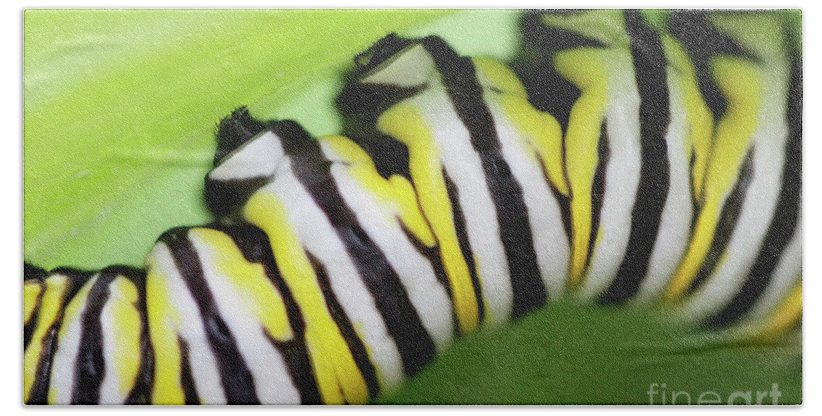 Monarch Caterpillar Bath Towel featuring the photograph Hope by Karen Adams