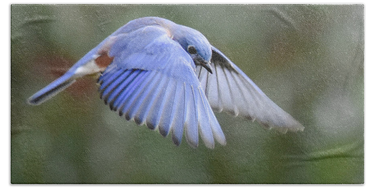 Bluebird Bath Towel featuring the photograph Hovering Bluebird by Amy Porter