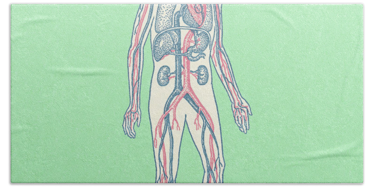 Anatomical Hand Towel featuring the drawing Human Circulatory System by CSA Images