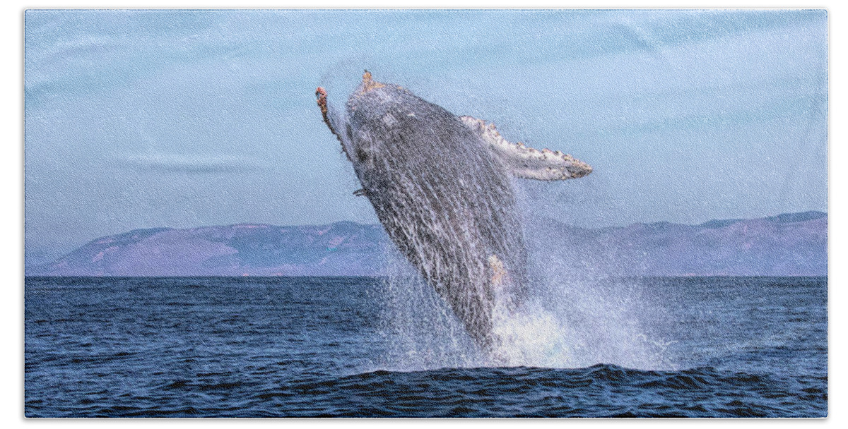 California Hand Towel featuring the photograph Humpback Breaching - 02 by Cheryl Strahl