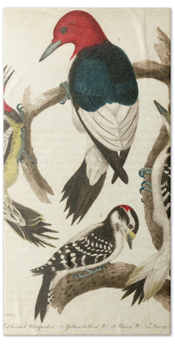 Birds Bath Towel featuring the mixed media 1. Red-headed Woodpecker. 2. Yellow-bellied Woodpecker. 3. Hairy Woodpecker. 4. Downy Woodpecker. by Alexander Wilson