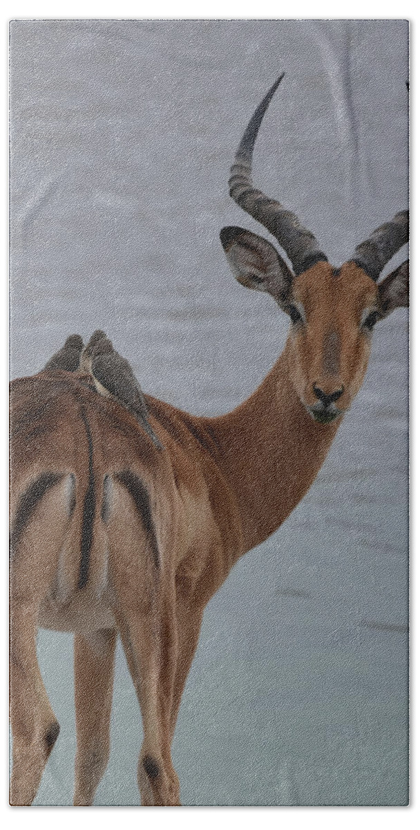 Impala Bath Towel featuring the photograph Impala with Oxpeckers by Ben Foster
