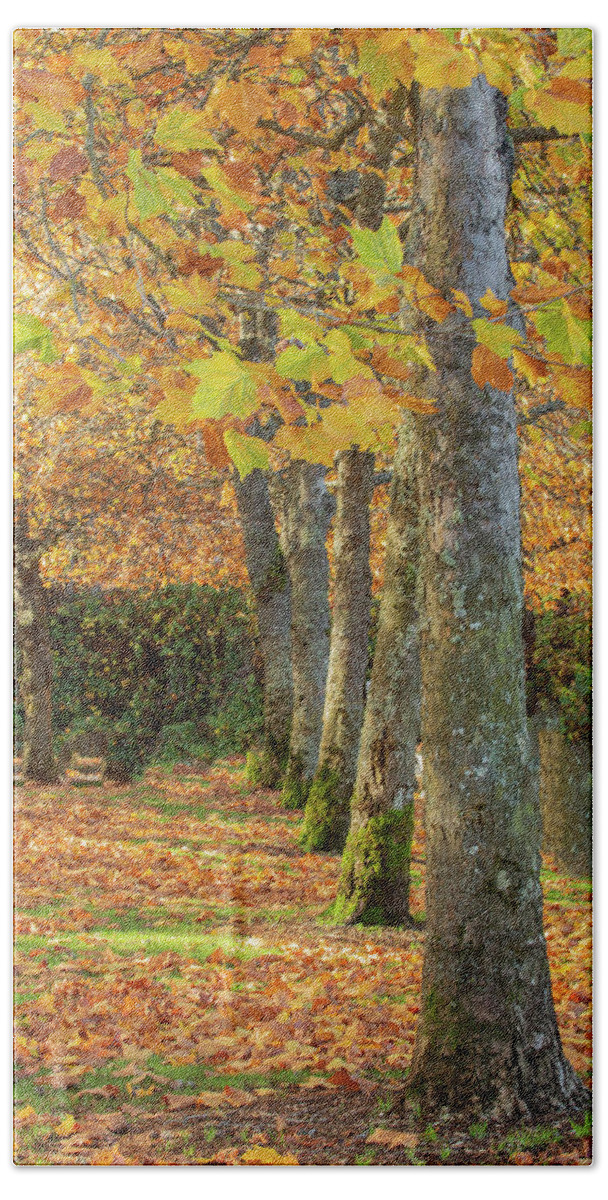 Autumn Bath Towel featuring the photograph In a Row by Bob Cournoyer