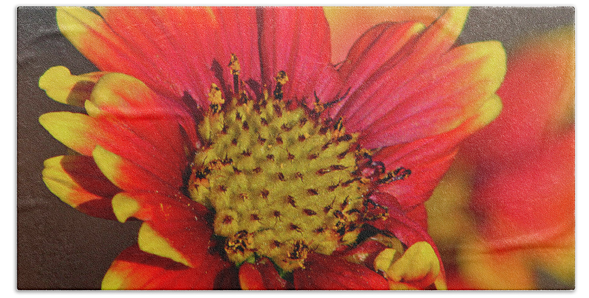 Flower Bath Towel featuring the photograph Indian Blanket by Michael Allard