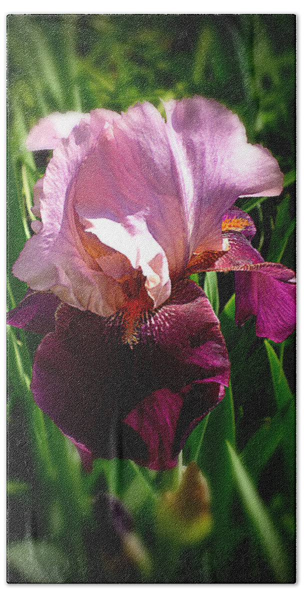 Pink Bearded Iris Bath Towel featuring the photograph Iris in Pink and Violet by Mike McBrayer