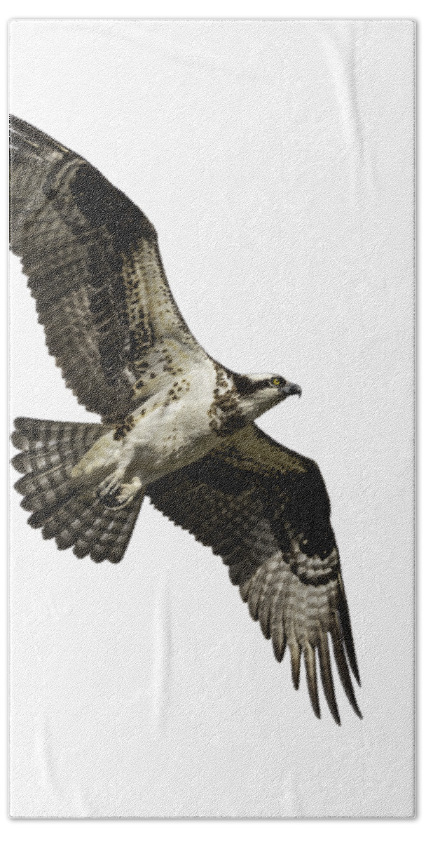 Osprey Hand Towel featuring the photograph Isolated Osprey 2019-2 by Thomas Young