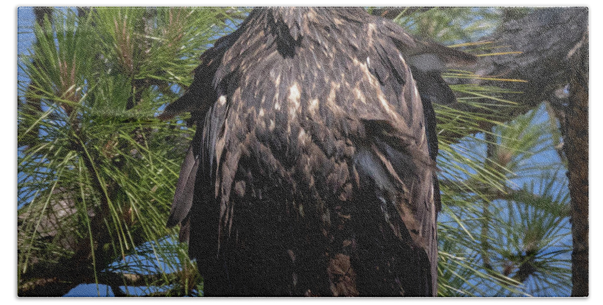 Eagle Bath Towel featuring the photograph Juvenile Bald Eagle by JASawyer Imaging