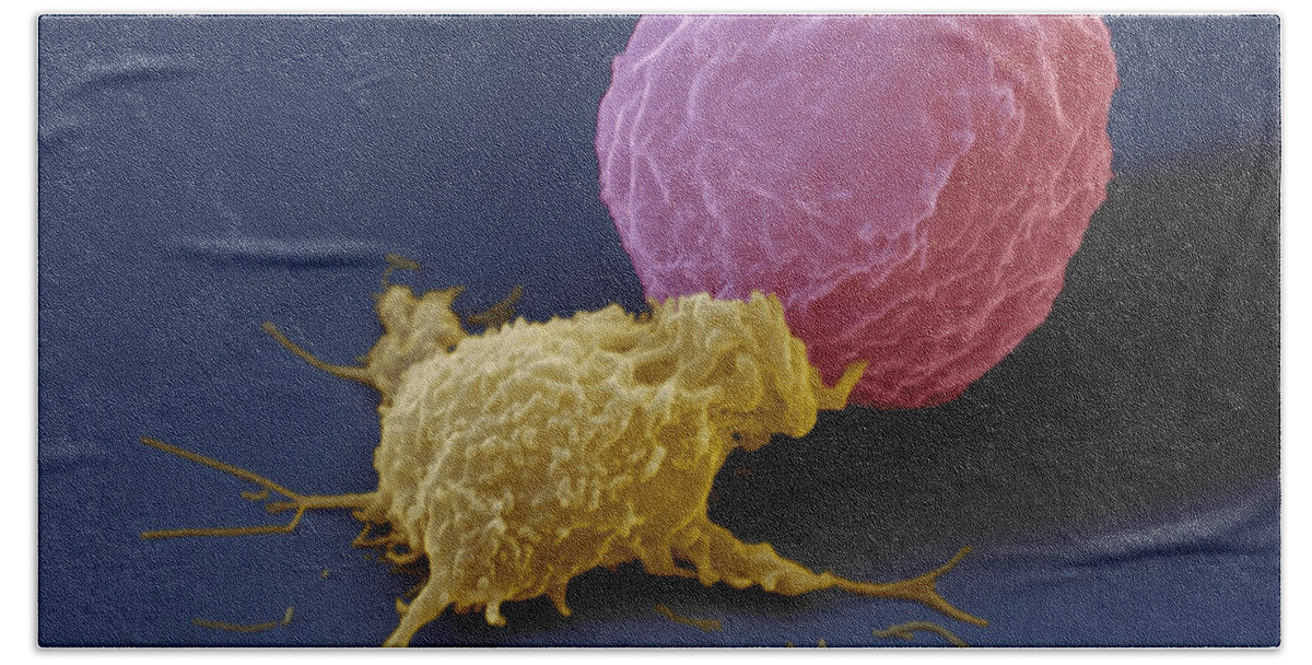 Antigen Bath Towel featuring the photograph Killer Cell And Cancer Cell by Meckes/ottawa