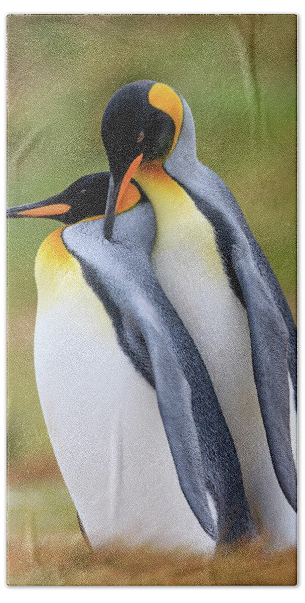 Heike Odermatt Bath Towel featuring the photograph King Penguins Caressing by Heike Odermatt