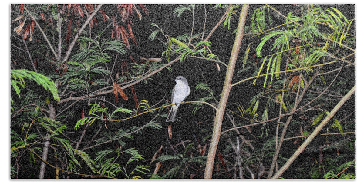 Gray Kingbird Bath Towel featuring the photograph Kingbird at Night by Climate Change VI - Sales