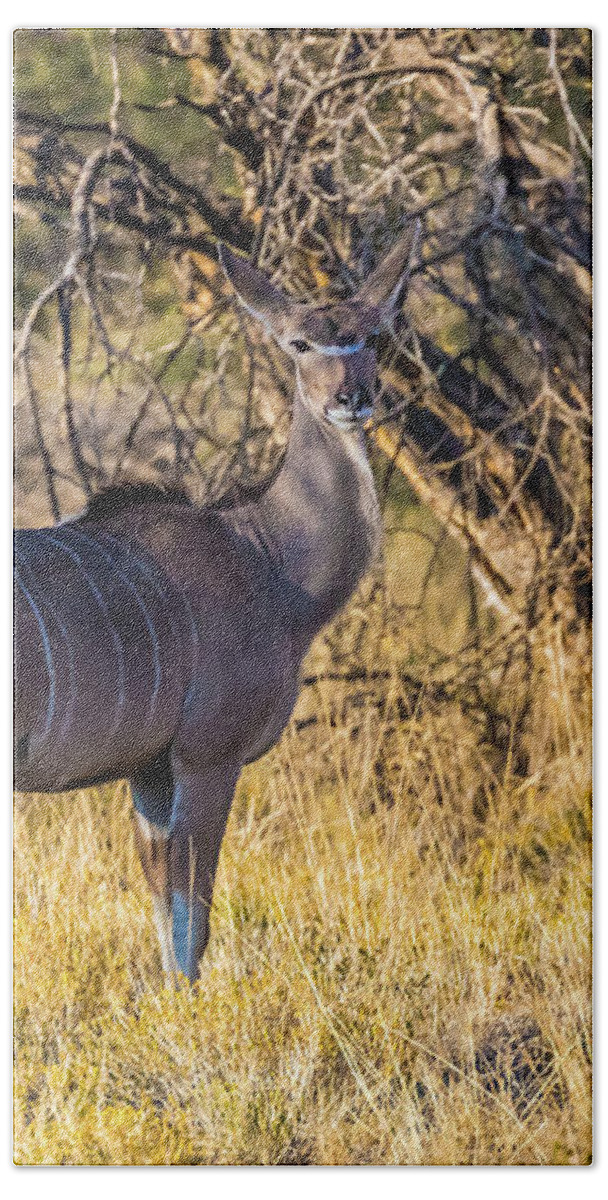 Kudu Hand Towel featuring the photograph Kudu, Namibia by Lyl Dil Creations
