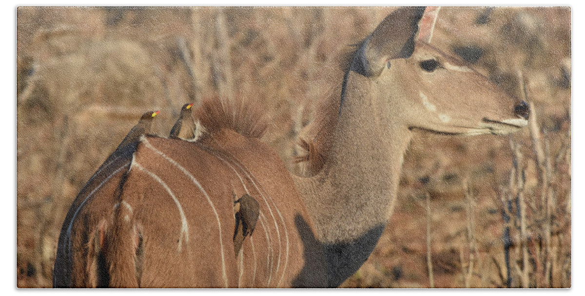 Kudu Bath Towel featuring the photograph Kudu with Oxpeckers by Ben Foster