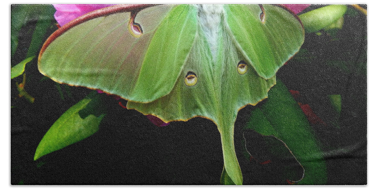 Moth Hand Towel featuring the photograph Lady Luna Moth by Janine Riley