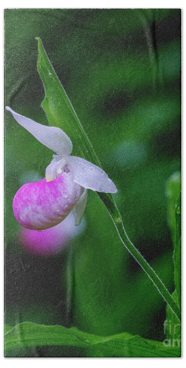 Blossom Hand Towel featuring the photograph Lady Slipper by Bill Frische