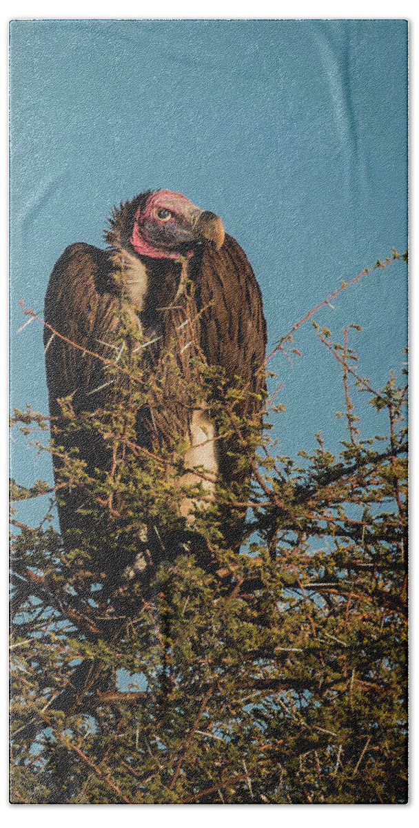 Vulture Bath Towel featuring the photograph Lappet-faced Vulture 1 by Claudio Maioli