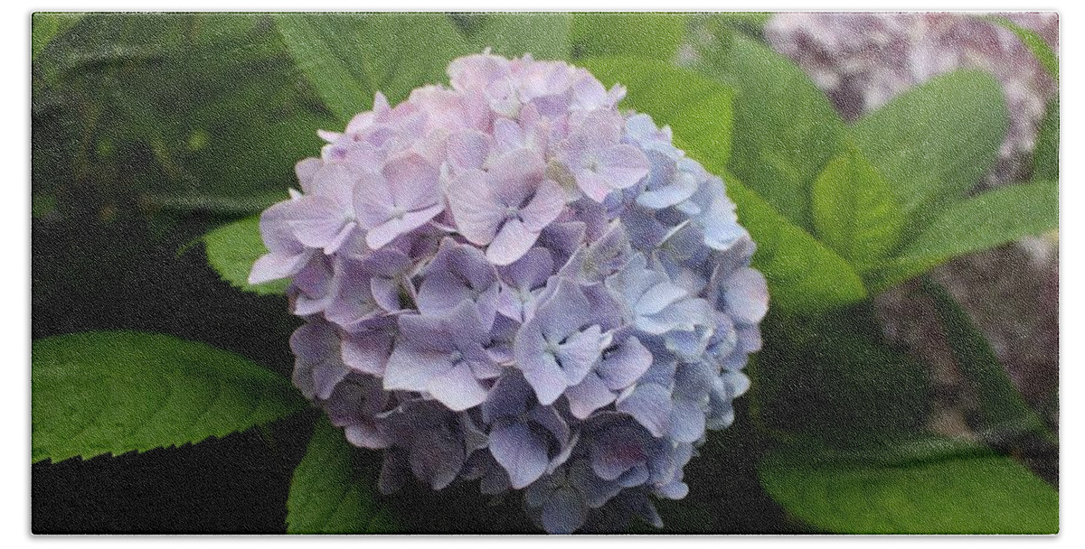 Lavender Bath Towel featuring the photograph Lavender Hydrangea, Cape May by Christopher Lotito