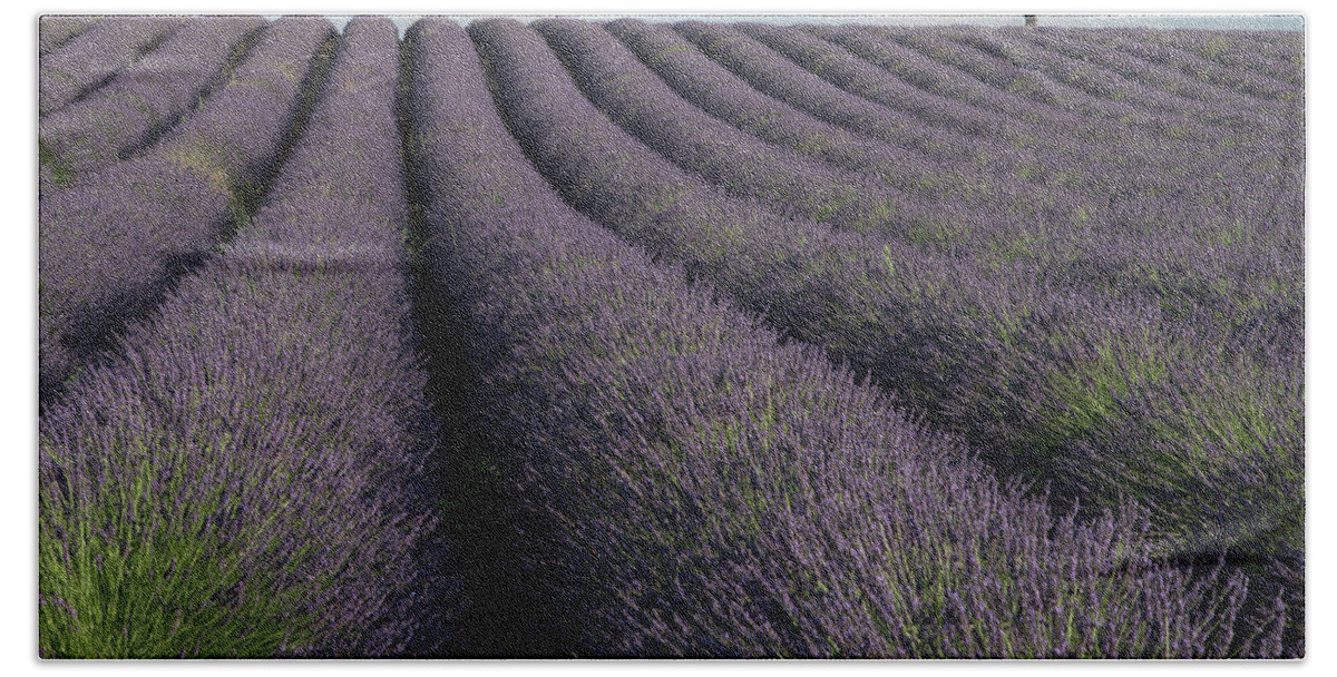 Lavender Hand Towel featuring the photograph Lavender Romance by Rob Hemphill