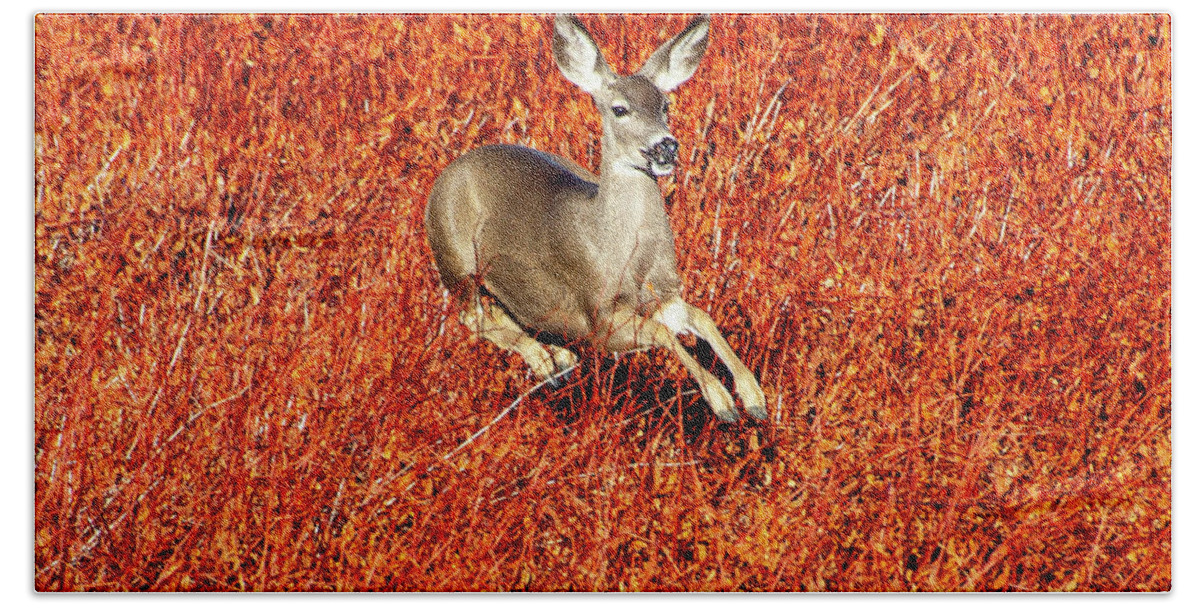 Lake Cuyamaca Hand Towel featuring the photograph Leaping Deer by Anthony Jones