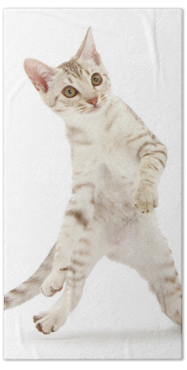 Ocicat Bath Towel featuring the photograph Learning the steps by Warren Photographic