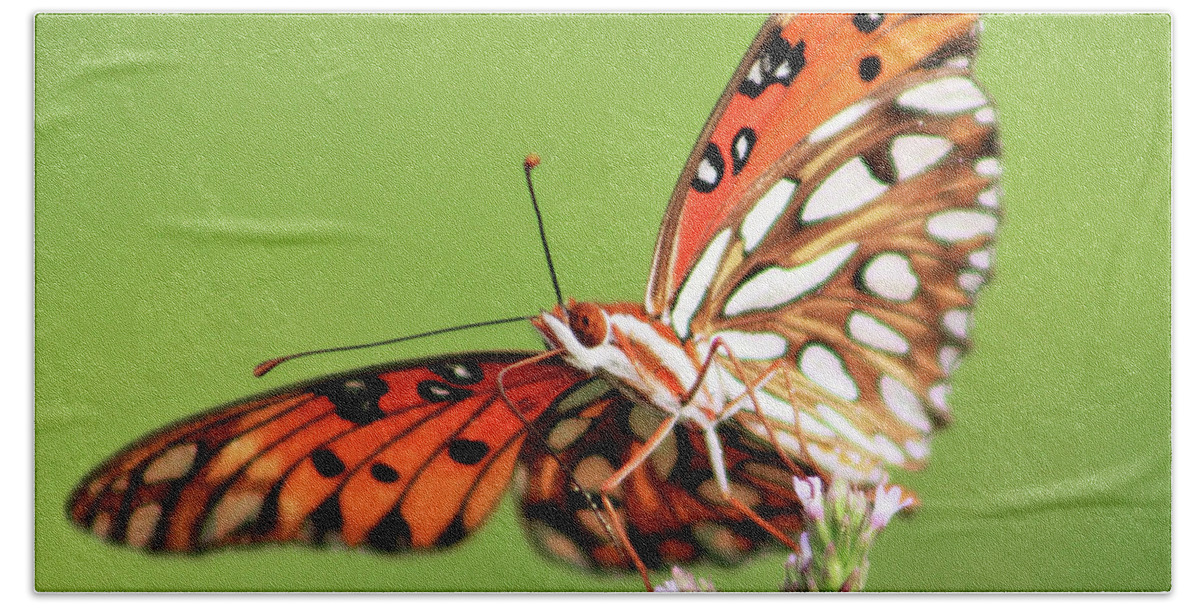 Butterfly Bath Towel featuring the photograph Life in Balance by Michael Allard