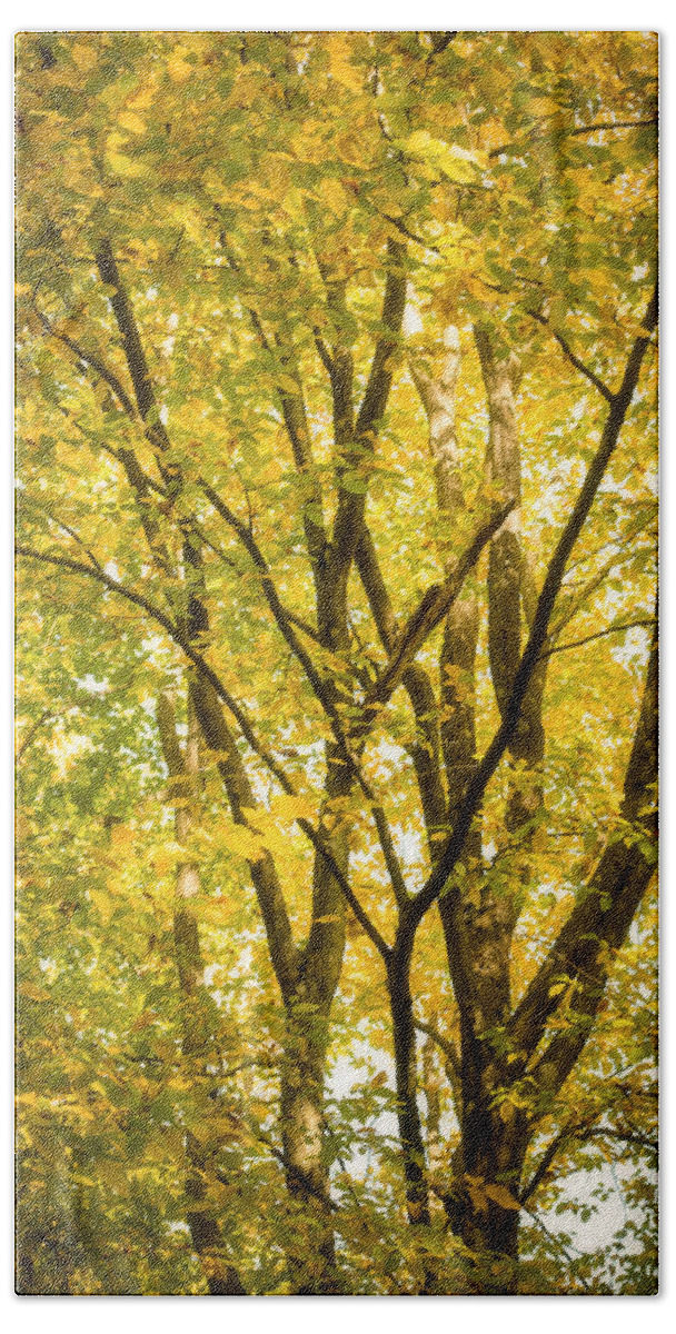 Autumn Bath Towel featuring the photograph Light in the leaves by Philippe Sainte-Laudy