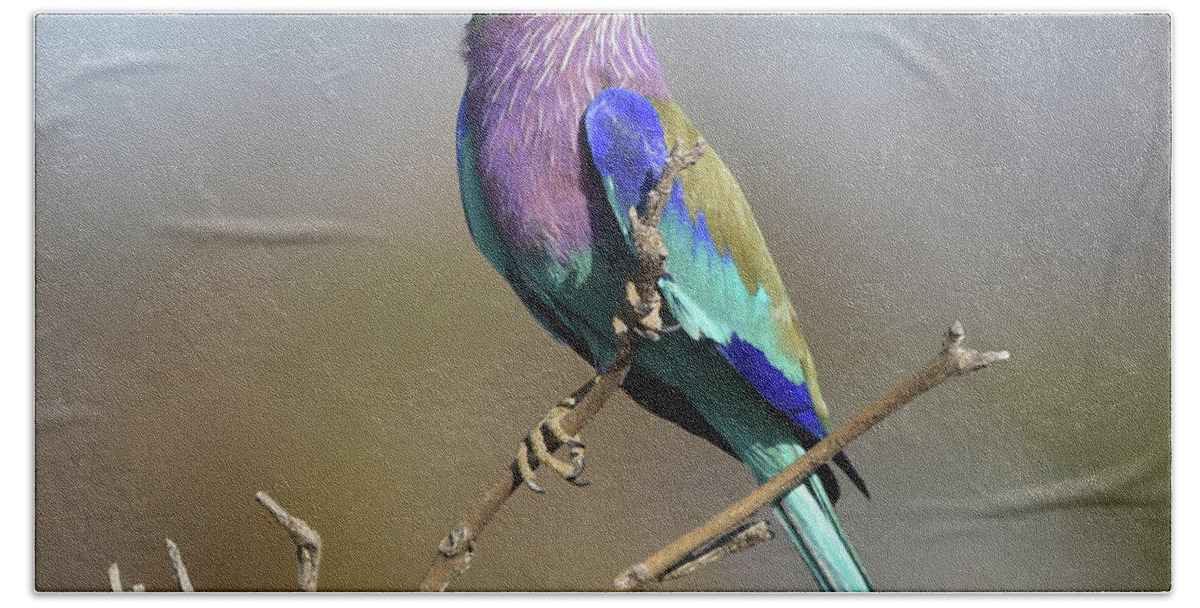 Lilac-breasted Roller Bath Towel featuring the photograph Lilac-Breasted Roller by Ben Foster