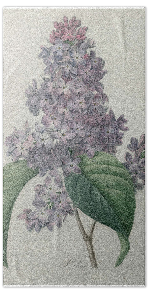 Redoute Hand Towel featuring the painting Lilacs by Pierre-Joseph Redoute