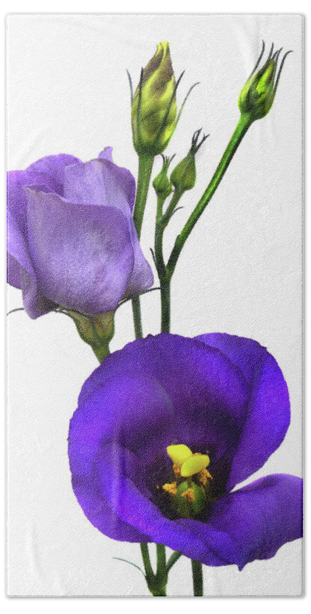 Lisianthus Hand Towel featuring the photograph Lisianthus Russellianum by Terence Davis