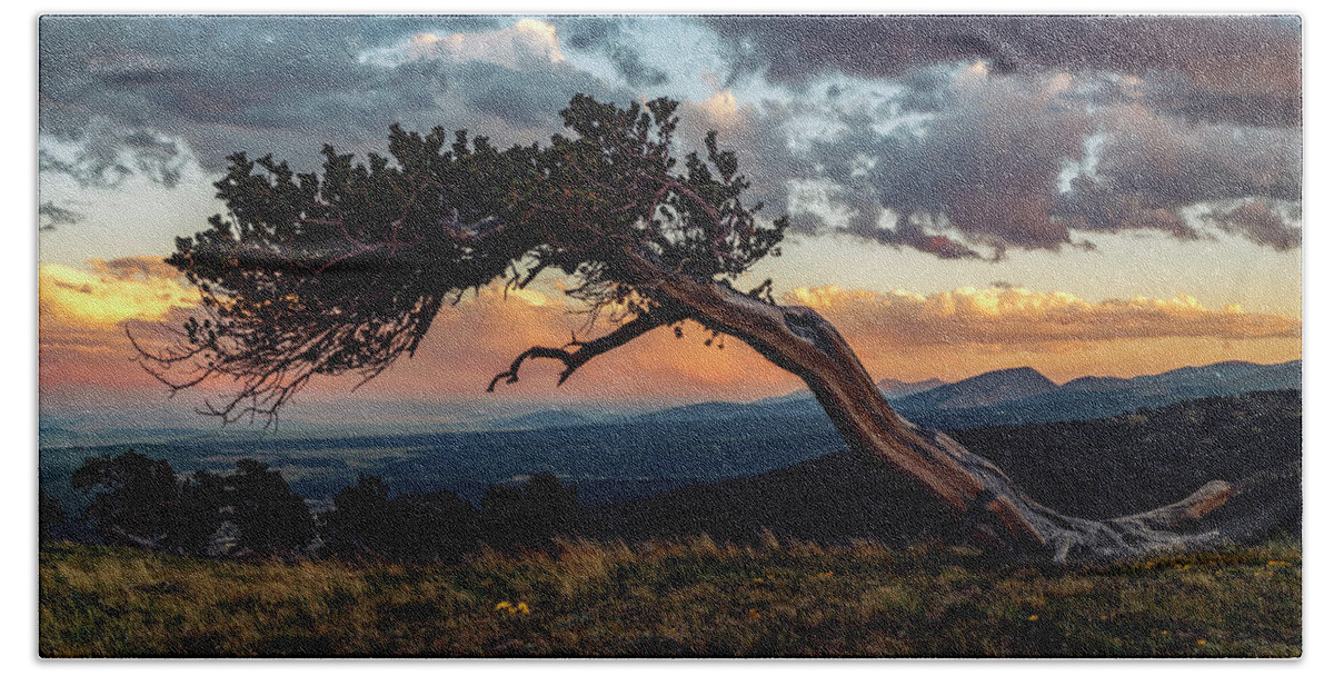 Bristlecone Bath Towel featuring the photograph Little Bristlecone Pine at Sunset by David Soldano