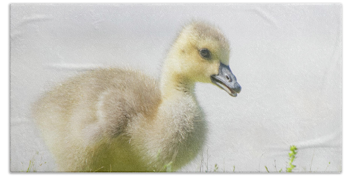 Goslings Hand Towel featuring the photograph Little Gosling by Mary Ann Artz