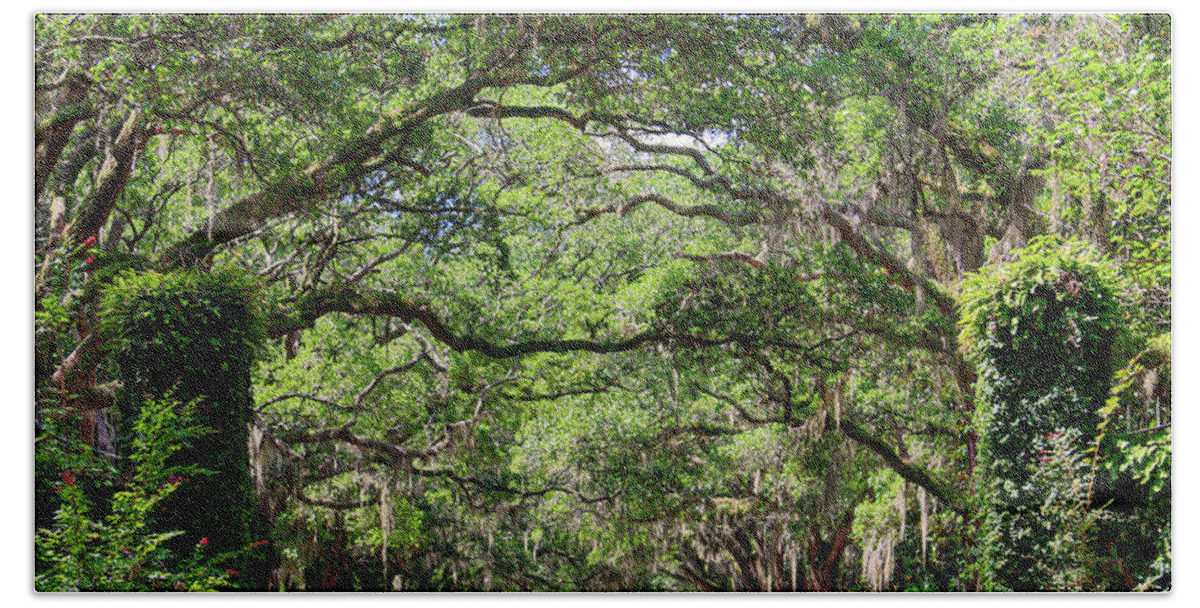 Spanish Moss Hand Towel featuring the photograph Live Oaks and Spanish Moss by Kevin Senter