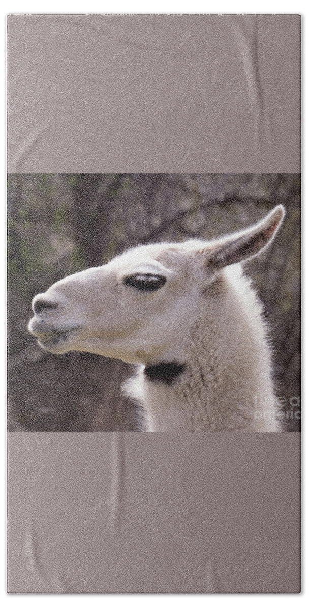 Alpaca Bath Towel featuring the photograph Llama with a bow tie marking. by Christy Garavetto