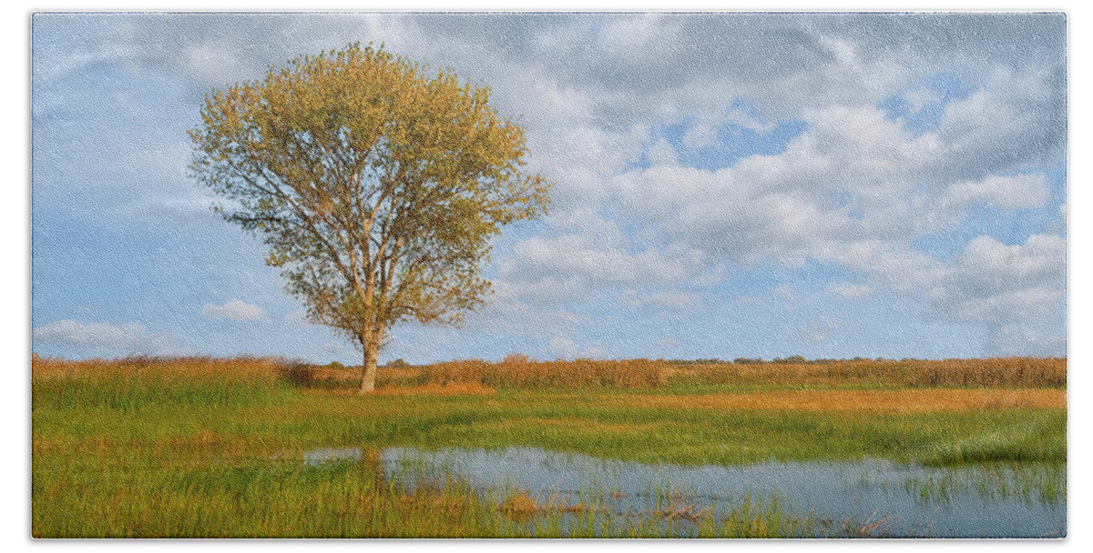 Autumn Hand Towel featuring the photograph Lone Tree by a Wetland by Jeff Goulden