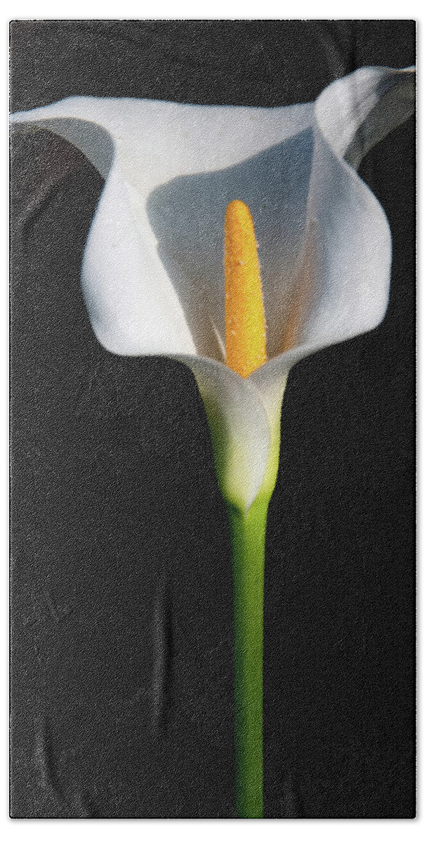 Calla Lily Bath Towel featuring the photograph Lonely Lily Standing Tall by Marcy Wielfaert