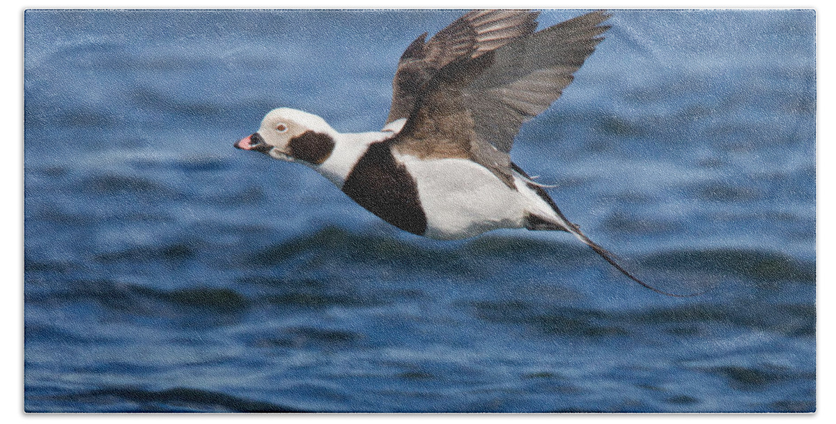 Anatidae Bath Towel featuring the photograph Long-tailed Duck by James Zipp