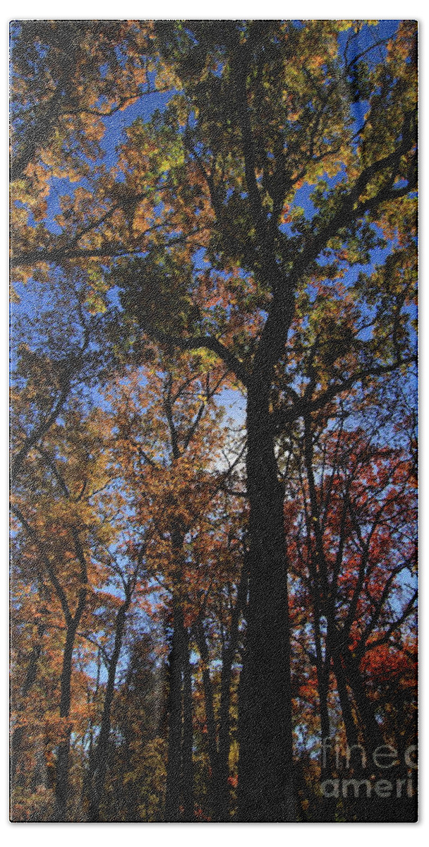 Fall Bath Towel featuring the photograph Looking Up #7 by Rick Rauzi
