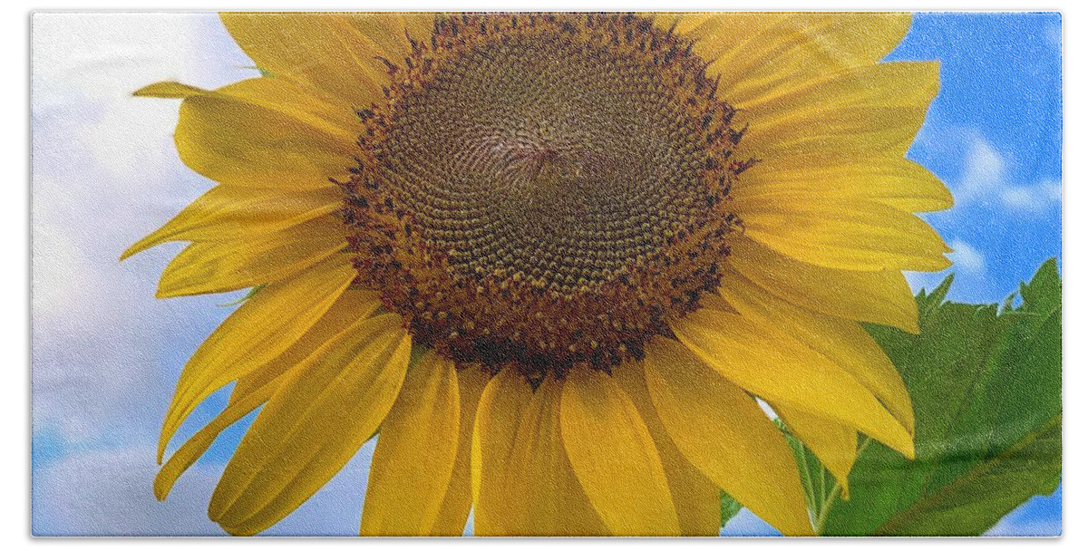 Sunflower Bath Towel featuring the photograph Looking Up by Brian Eberly