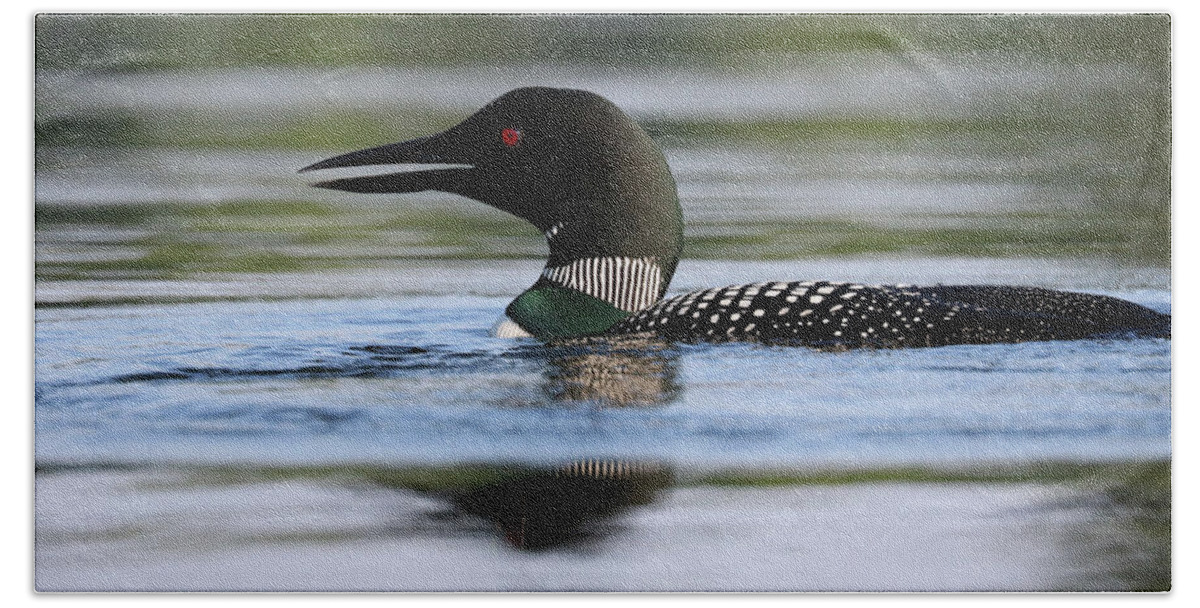 Common Loon Bath Towel featuring the photograph Loon Calling Its Mate by Sandra Huston